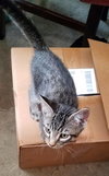 FRED - Offered by Owner - Good with Dogs