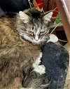 CALLIE -Offered by Owner - Pretty Senior