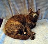 MISS EFFIE - Offred by Owner - Declawed Adult