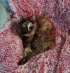 MISS EFFIE - Offred by Owner - Declawed Adult