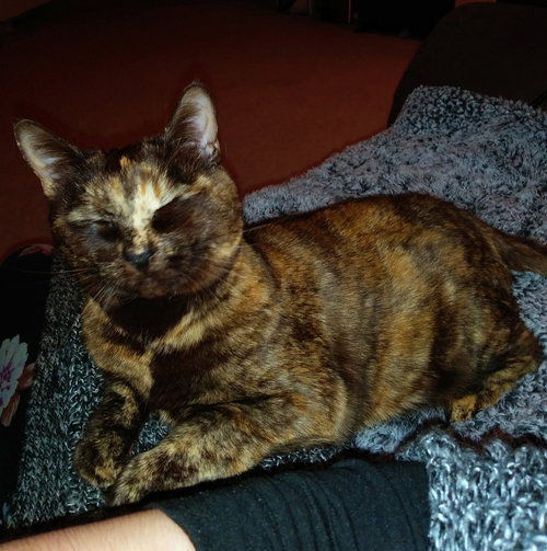 MISS EFFIE - Offred by Owner - Declawed Adult