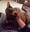 MISS EFFIE - Offred by Owner - Declawed Adult