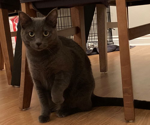 NOODLE - Offered by Owner - Russian Blue Mix