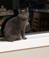 NOODLE - Offered by Owner - Russian Blue Mix
