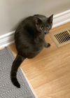 NOODLE - Offered by Owner - Russian Blue Mix