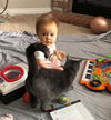 NOODLE - Offered by Owner - Russian Blue Mix