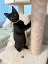 COSMO & STELLA - Sibling Kitten Pair