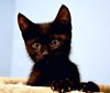 COSMO & STELLA - Sibling Kitten Pair