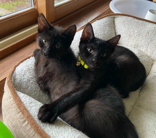COSMO & STELLA - Sibling Kitten Pair