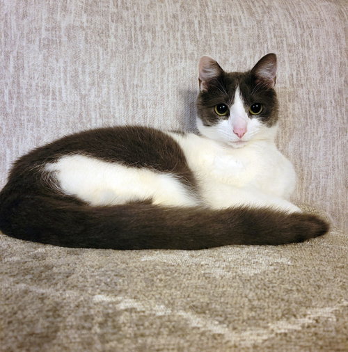 OLIVER
