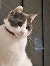 OLIVER