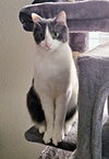 OLIVER