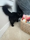 MIDNIGHT - Offered by Owner - Young Adult Female