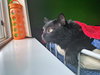 MIDNIGHT - Offered by Owner - Young Adult Female