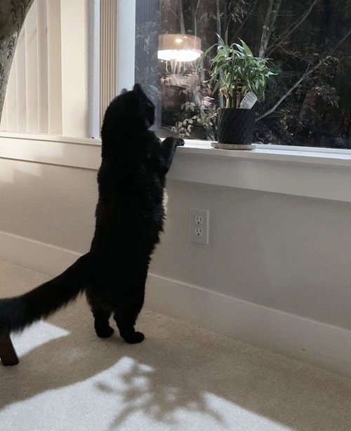 MIDNIGHT - Offered by Owner - Young Adult Female