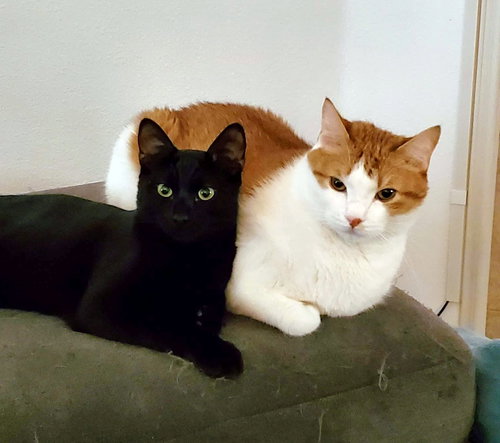 ARCHIE & OLIVER - Offered by Owner - BFF Pair