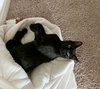 ARCHIE & OLIVER - Offered by Owner - BFF Pair