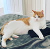 ARCHIE & OLIVER - Offered by Owner - BFF Pair