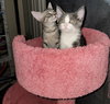 CHLOE and LEO
