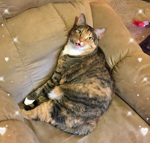 TILLY - Offered by Owner - Sweet adult