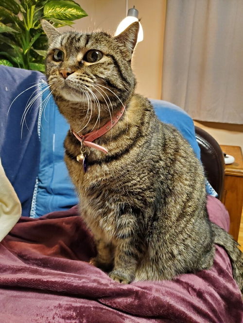 HANNAH - Senior Tabby