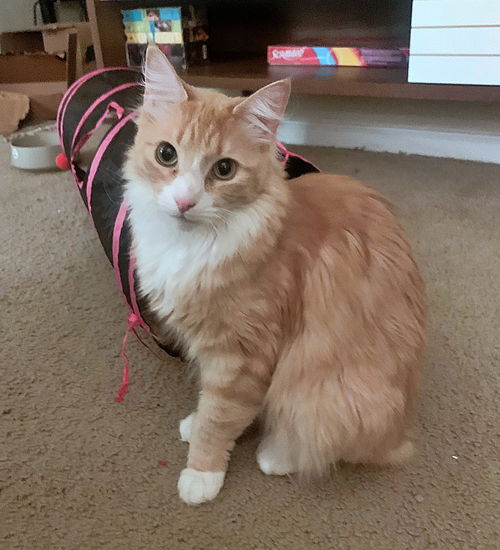 HONEYBUN -Offered by Owner