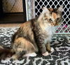 PATCHES - Offered by Owner - Young Torbie