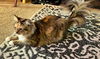 PATCHES - Offered by Owner - Young Torbie