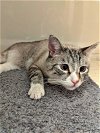 SMOKEY - Offered by Owner - Young Adult