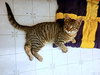 OLIVER