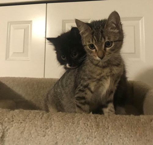 Annie and Hairy Pawter