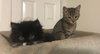 Annie and Hairy Pawter