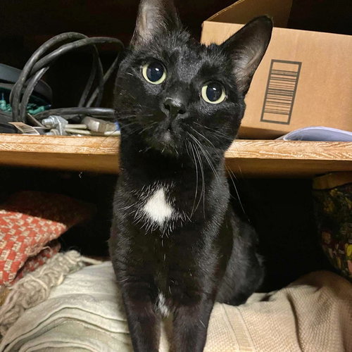 MITTENS - Young in/out
