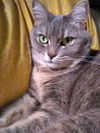 CALLIE - Offered by Owner