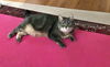 CALLIE - Offered by Owner