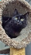 EBBY - Offered by Owner - Black Beauty!
