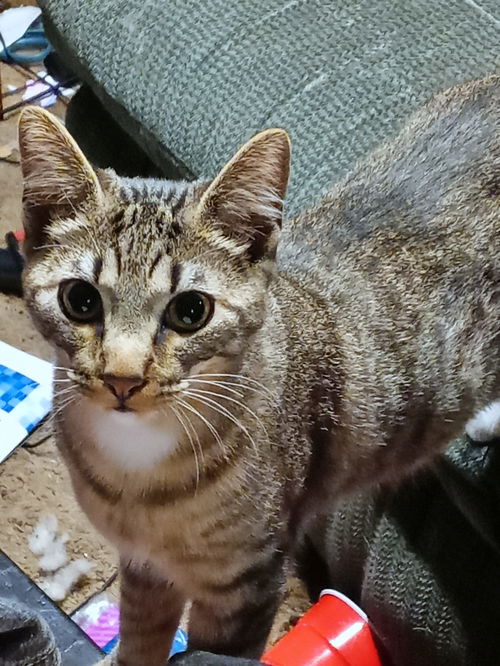 THUMPER - Offered by Owner