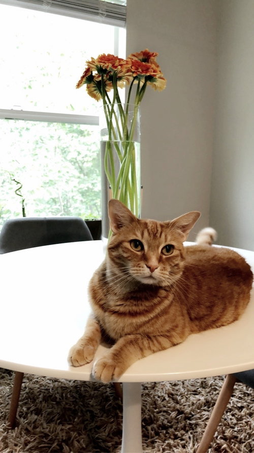 PUFFIN - Offered by Owner - Female Adult