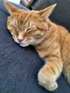 PUFFIN - Offered by Owner - Female Adult