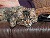 CLEO & TONY - Offered by Owner - Teen Pair