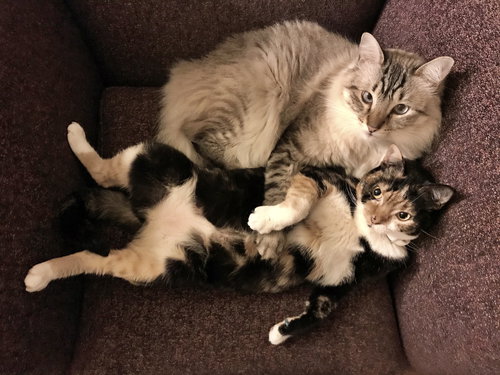 RUGIDO & SOFRITO - Offered by Owner - Loving Pair