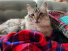 RUGIDO & SOFRITO - Offered by Owner - Loving Pair