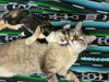 RUGIDO & SOFRITO - Offered by Owner - Loving Pair