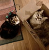 RUGIDO & SOFRITO - Offered by Owner - Loving Pair