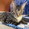 CORWIN - Teen kitten