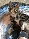 CORWIN - Teen kitten