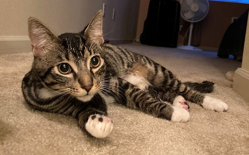 CORWIN - Teen kitten