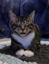 CORWIN - Teen kitten