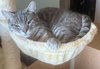TURNIP - Offered by Owner