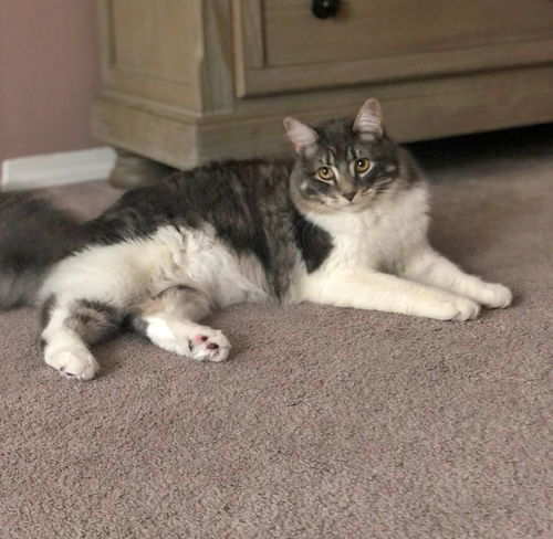 LILLY - Offered by Owner - Sister of LEO